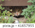 猫 41657955