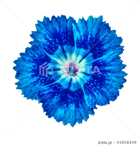 blue carnation flower isolated on white  41658349