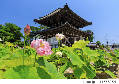 喜光寺のハス 41658354