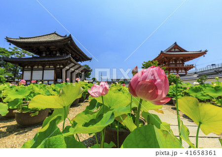 喜光寺のハス 喜光寺のハス 41658361