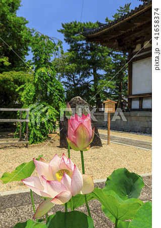 喜光寺のハス 喜光寺のハス 41658374