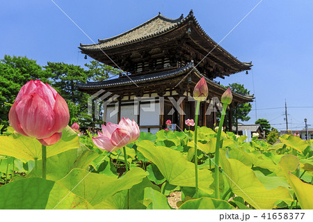 喜光寺のハス 喜光寺のハス 41658377