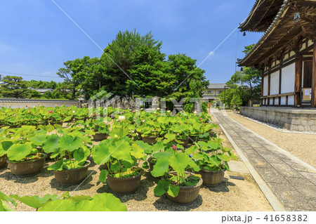 喜光寺のハス 喜光寺のハス 41658382