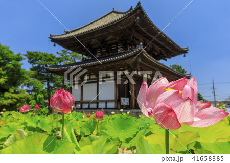 喜光寺のハス 41658385