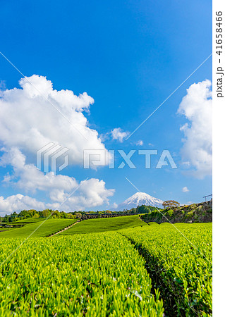 【静岡県】富士山と茶畑 41658466