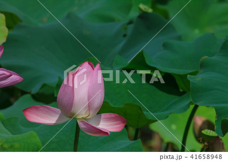 睡蓮 スイレン 水連 41658948