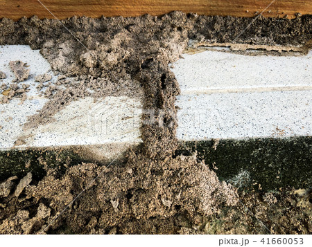 Termites destroy wood from home. 41660053