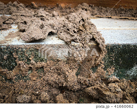 Termites destroy wood from home. 41660062