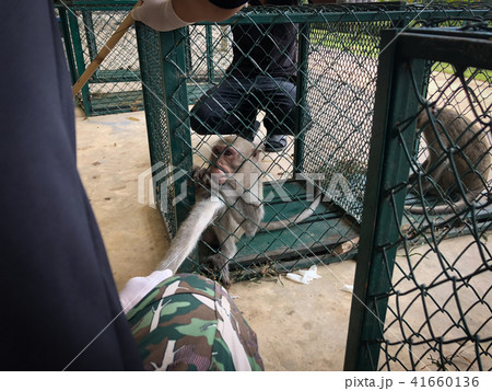 The sad monkey shows in the cage waiting for a bod 41660136