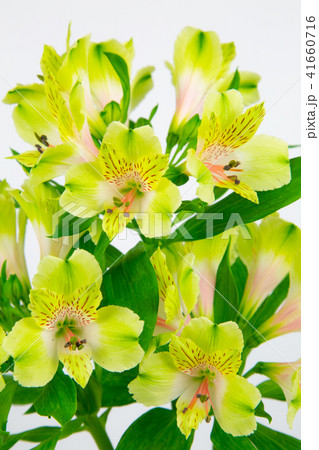 アルストロメリア　グリーンディ 41660716