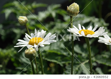 マーガレット マーガレット 41660932