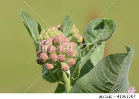Summer Milkweed flower buds 41661504