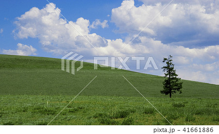 Solitude pine on green field 41661886