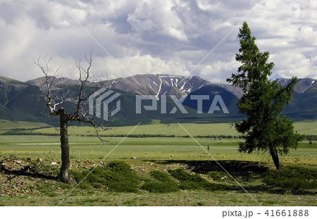 Bare dead tree and green pine on meadow near mountains 41661888