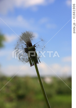 Beautiful dandelion on blue sky background 41661906