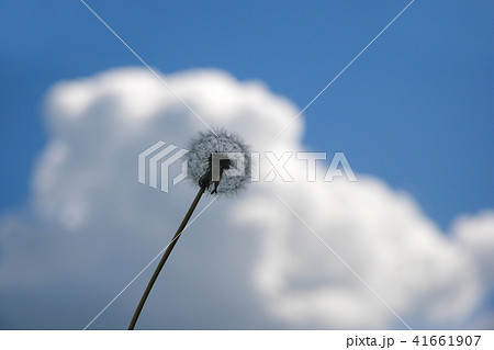 Beautiful dandelion on blue sky background 41661907