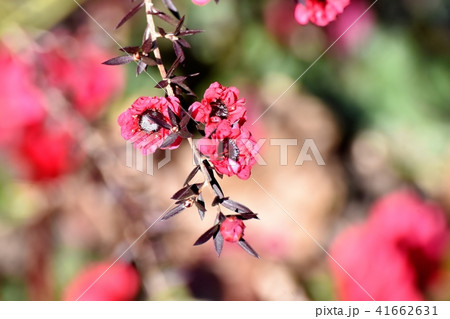 三鷹中原に咲く赤いギョリュウバイ 41662631