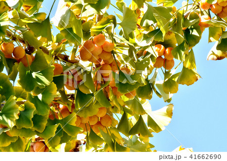 三鷹仙川隣接公園になるイチョウの実（銀杏） 41662690