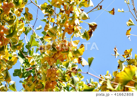 三鷹仙川隣接公園になるイチョウの実（銀杏） 41662808