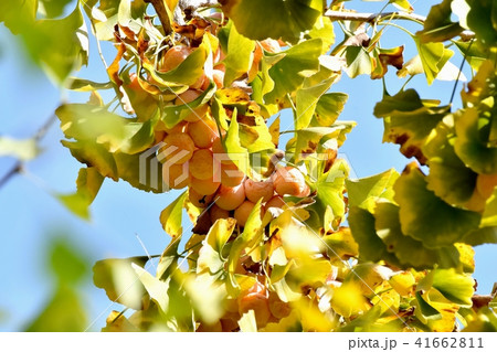 三鷹仙川隣接公園になるイチョウの実（銀杏） 41662811