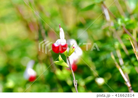 三鷹中原に咲くサルビアミクロフィラ 41662814