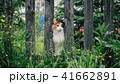 The white-red fluffy cat stuck its muzzle between the boards in the fence 41662891