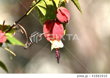 三鷹中原に咲くチロリアンランプ 41662910