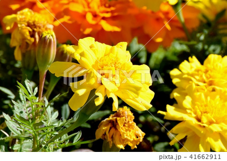 三鷹中原に咲くマリーゴールド 41662911