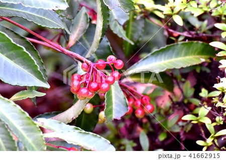 三鷹中原の色づき始めたマンリョウ 三鷹中原の色づき始めたマンリョウ 41662915