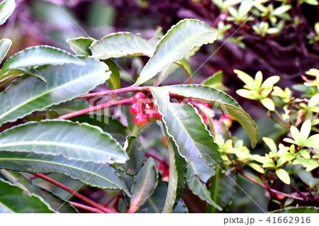 三鷹中原の色づき始めたマンリョウ 41662916