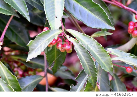 三鷹中原の色づき始めたマンリョウ 三鷹中原の色づき始めたマンリョウ 41662917