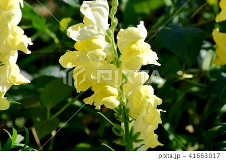 三鷹中原に咲く黄色いキンギョソウ 41663017