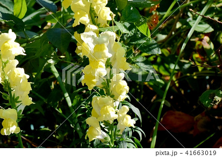 三鷹中原に咲く黄色いキンギョソウ 41663019