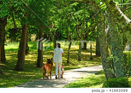 新緑の公園で犬の散歩をする女性 ベルジアンシェパード 新緑の公園で犬の散歩をする女性 ベルジアンシェパード 41663099