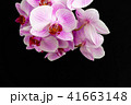Pink Orchid on a black background 41663148