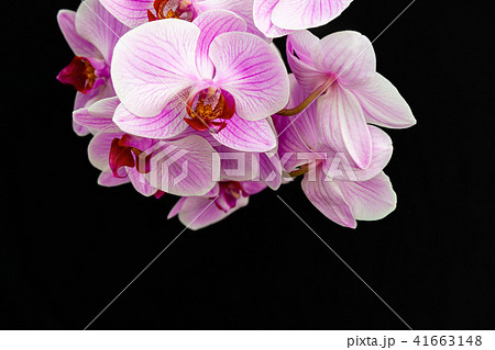 Pink Orchid on a black background 41663148