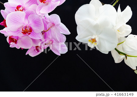 White and pink Orchids on a black background 41663149