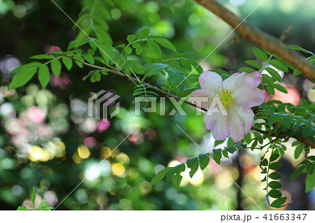 サンショウバラの花と木漏れ日 41663347