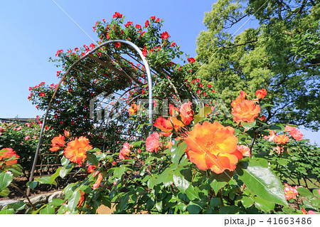 駕与丁公園の薔薇 41663486