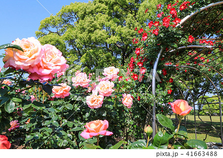 駕与丁公園の薔薇 41663488