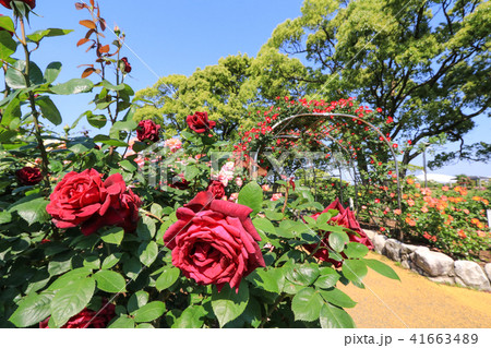 駕与丁公園の薔薇 41663489