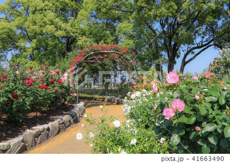 駕与丁公園の薔薇 41663490