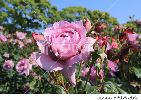 駕与丁公園の薔薇 41663495