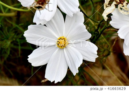 三鷹中原に咲く白いコスモス 41663629
