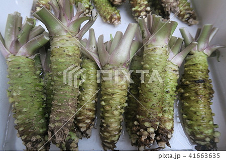 わさび わさび 41663635