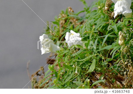 三鷹中原に咲く白いキンギョソウ 41663748