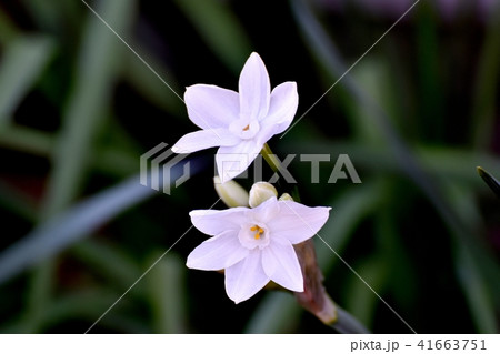 三鷹中原に咲くフサザキスイセン（房咲き水仙） 41663751