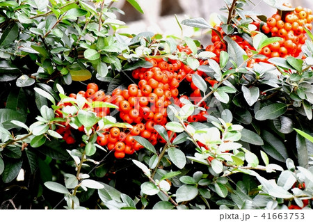 三鷹中原になるピラカンサ（トキワサンザシ） 41663753