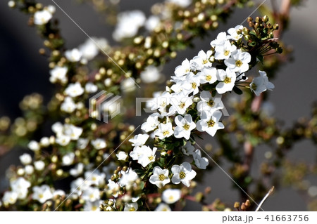 三鷹仙川遊歩道に咲くユキヤナギ 41663756