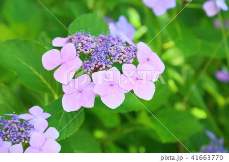 ピンクガクアジサイの花 41663770
